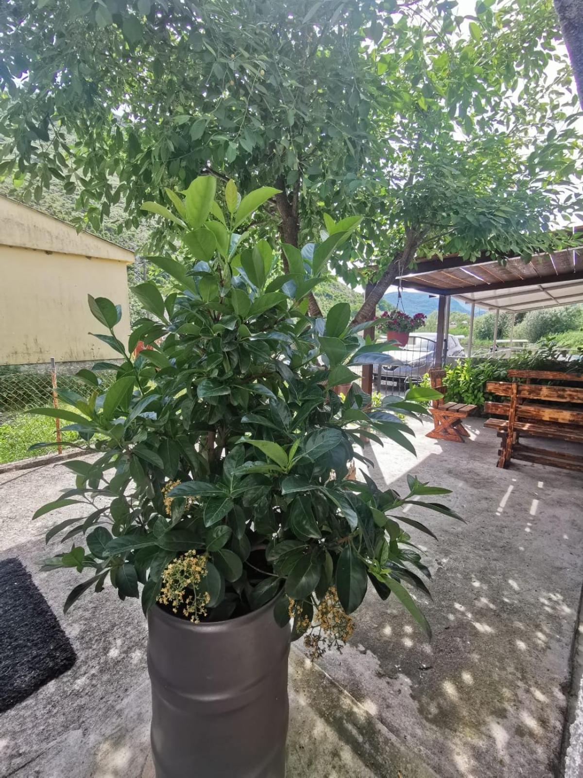 Apartment Konoba Ulicevic Vranjina 외부 사진